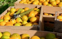 В Гулрыпшском районе планируется собрать 13 тысяч тонн цитрусовых