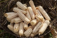 В Очамчырском районе планируется  собрать около 1400 тонн кукурузы