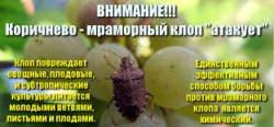 АМИРАН КАКАЛИЯ: «БОРЬБА С МРАМОРНЫМ КЛОПОМ – ПРОБЛЕМА ВСЕНАРОДНАЯ»