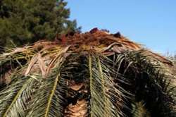 Результаты борьбы с пальмовым долгоносиком в Гагре